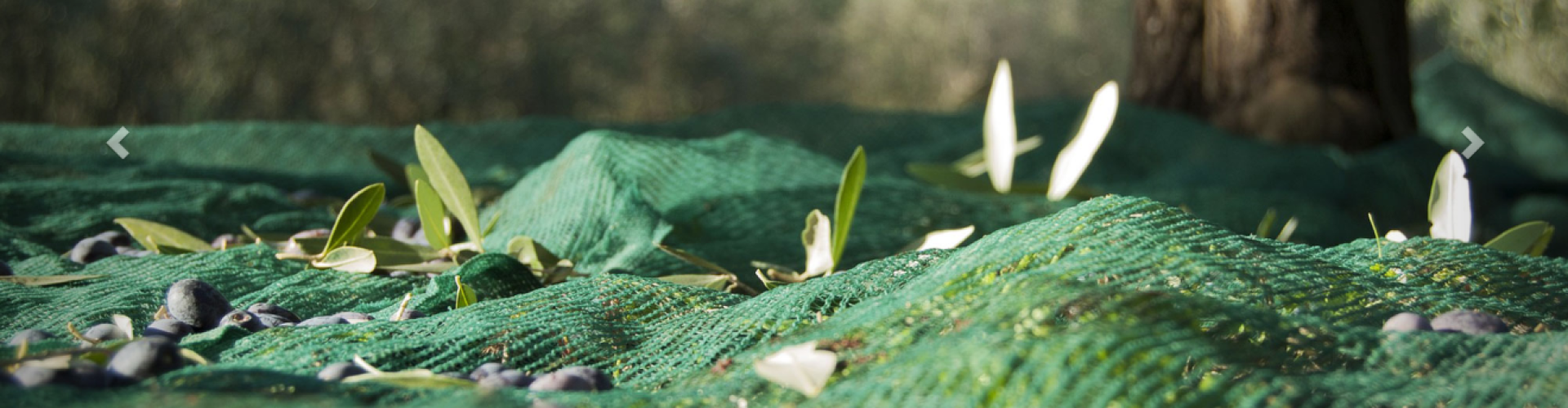 Στιγμιότυπο οθόνης (159)